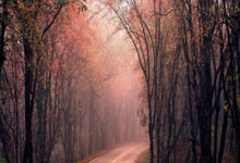 [澳网]小兹韦列夫、萨巴伦卡轻松晋级.